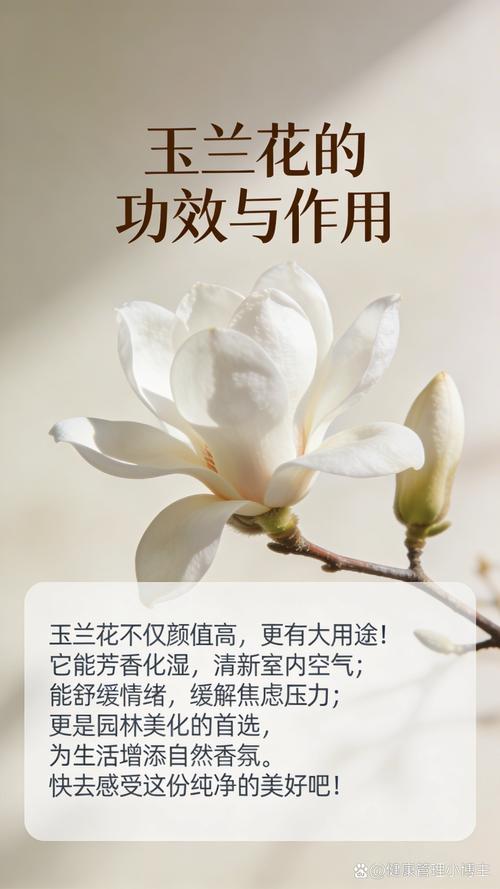玉兰花干花制作全攻略 压花法(适合书签、相框)