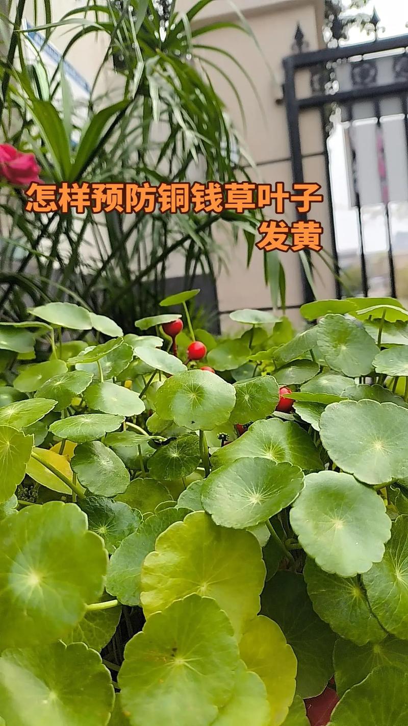 铜钱草叶子发黄怎么办?五大原因排查与解决方案全攻略 分步排查清单