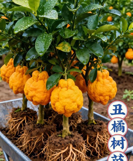 耙耙柑是丑橘吗？详解两者的区别、种植技术及选购指南