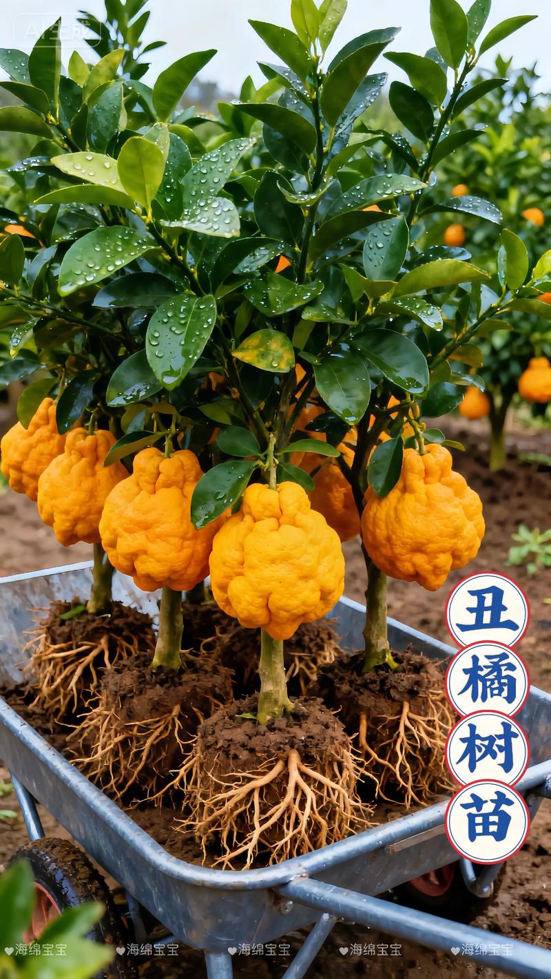耙耙柑是丑橘吗?详解两者的区别、种植技术及选购指南 耙耙柑是丑橘吗?详解两者的区别、种植技术及选购指南