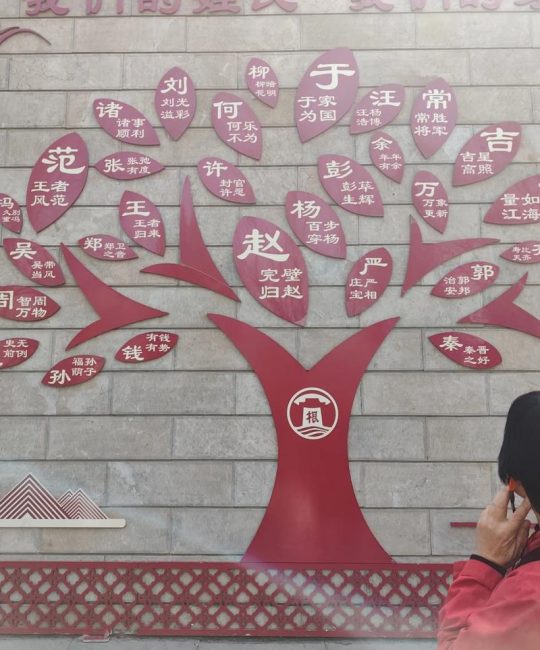 大槐树洪洞在哪里？园林级国槐品种选购与移栽技术全指南