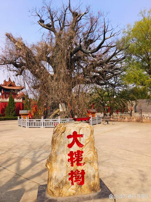 大槐树洪洞在哪里?园林级国槐品种选购与移栽技术全指南 树形与遮荫能力评估