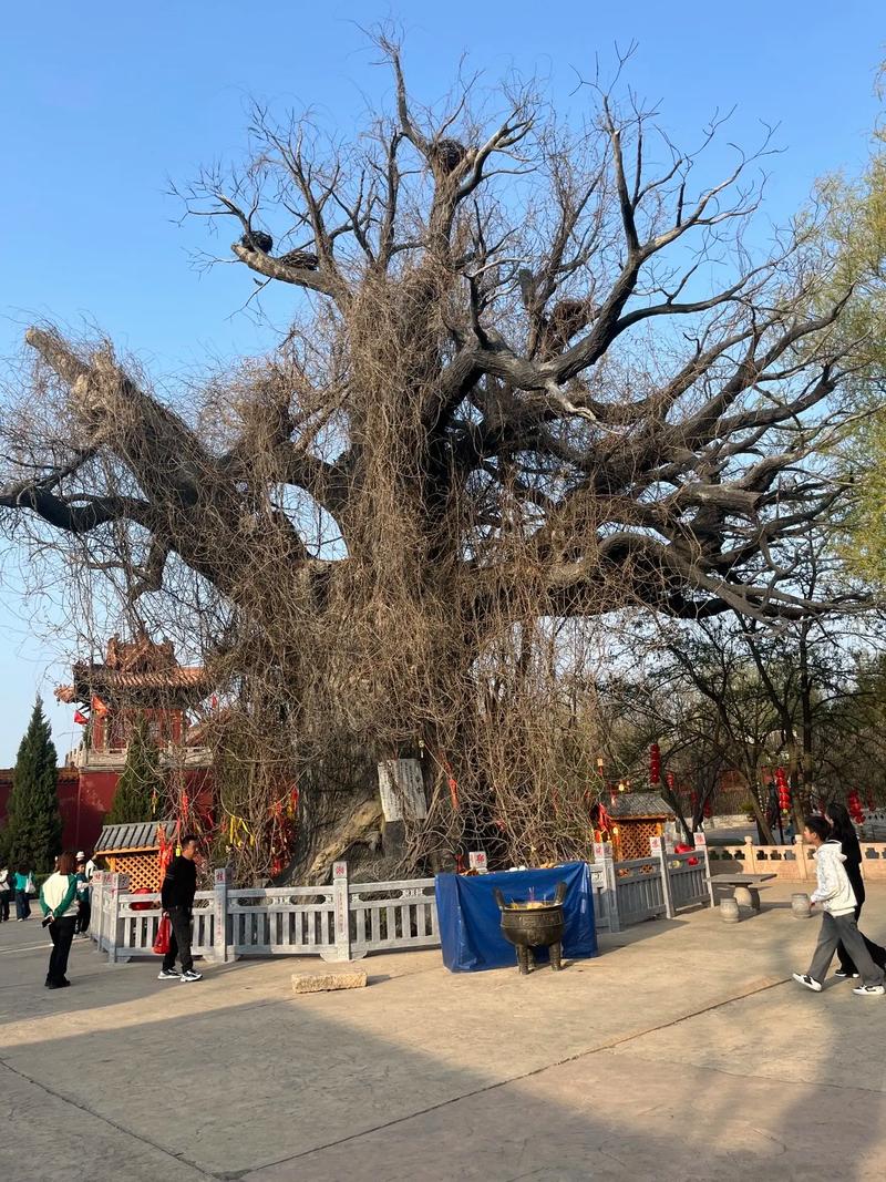 大槐树洪洞在哪里?园林级国槐品种选购与移栽技术全指南 常见错误与解决方案
