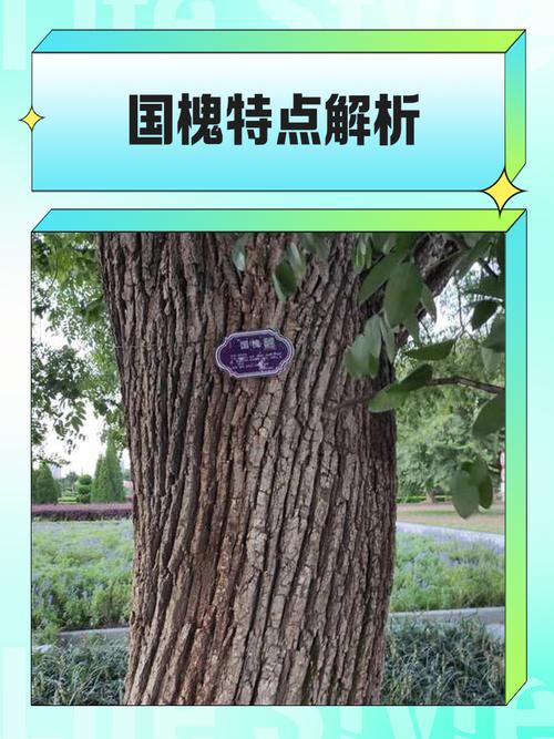 大槐树洪洞在哪里?园林级国槐品种选购与移栽技术全指南 总结