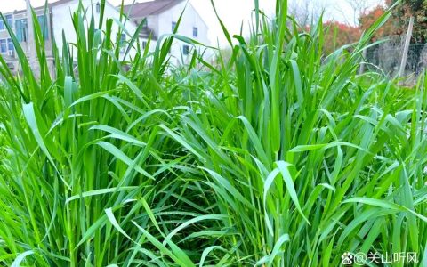 牧草价格多少？以黑麦草为例，2025年市场报价参考与影响因子全解析