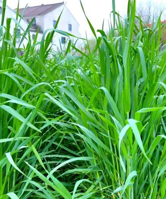 牧草价格多少？以黑麦草为例，2025年市场报价参考与影响因子全解析