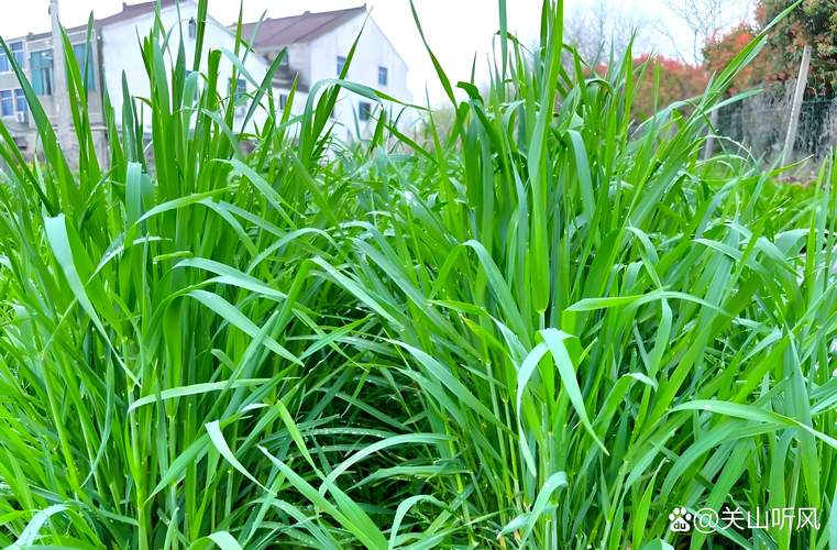 牧草价格多少?以黑麦草为例,2025年市场报价参考与影响因子全解析 价格快速参考