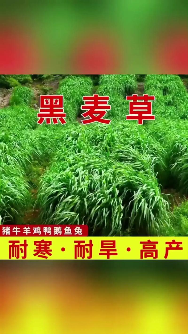 牧草价格多少?以黑麦草为例,2025年市场报价参考与影响因子全解析 季节(播种与淡旺季)影响供需