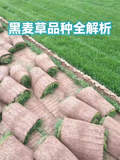 牧草价格多少?以黑麦草为例,2025年市场报价参考与影响因子全解析 运输(距离与方式)测算附加成本