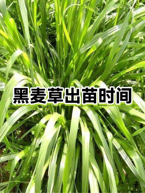 牧草价格多少?以黑麦草为例,2025年市场报价参考与影响因子全解析 综合价格对比表