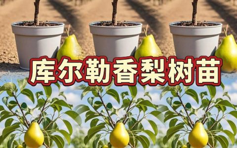 梨树种植在屋前：风水讲究与科学依据并存，选购和种植指南