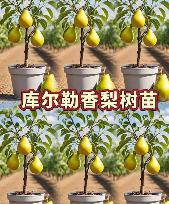 梨树种植在屋前：风水讲究与科学依据并存，选购和种植指南