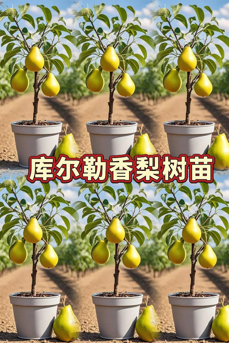 梨树种植在屋前:风水讲究与科学依据并存,选购和种植指南 梨树品种选择:以“绿宝石”和“翠冠”为庭院首选