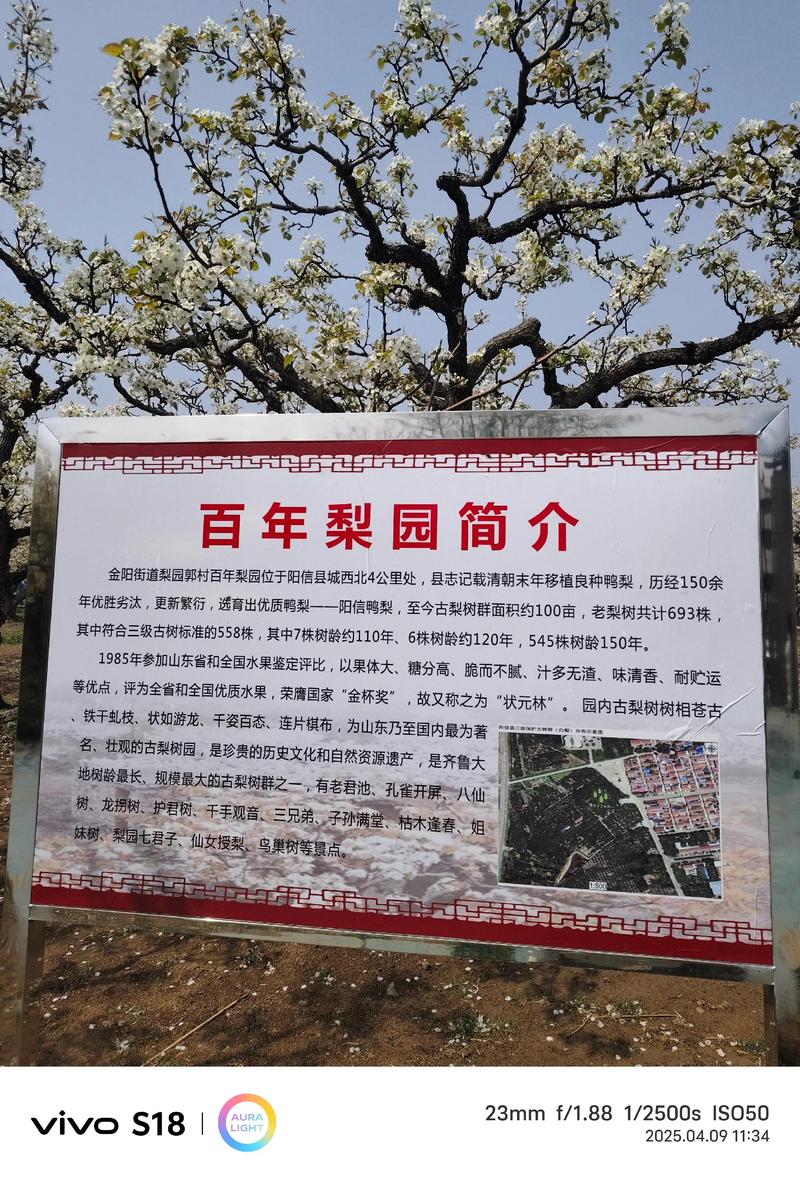 梨树种植在屋前:风水讲究与科学依据并存,选购和种植指南 梨树适种地区:屋前种植需满足光照与土壤条件