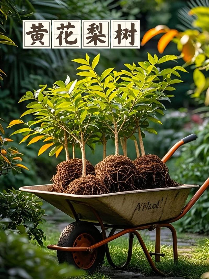 梨树种植在屋前:风水讲究与科学依据并存,选购和种植指南 梨树授粉需求:自花结实品种为主,但配置授粉树更稳产