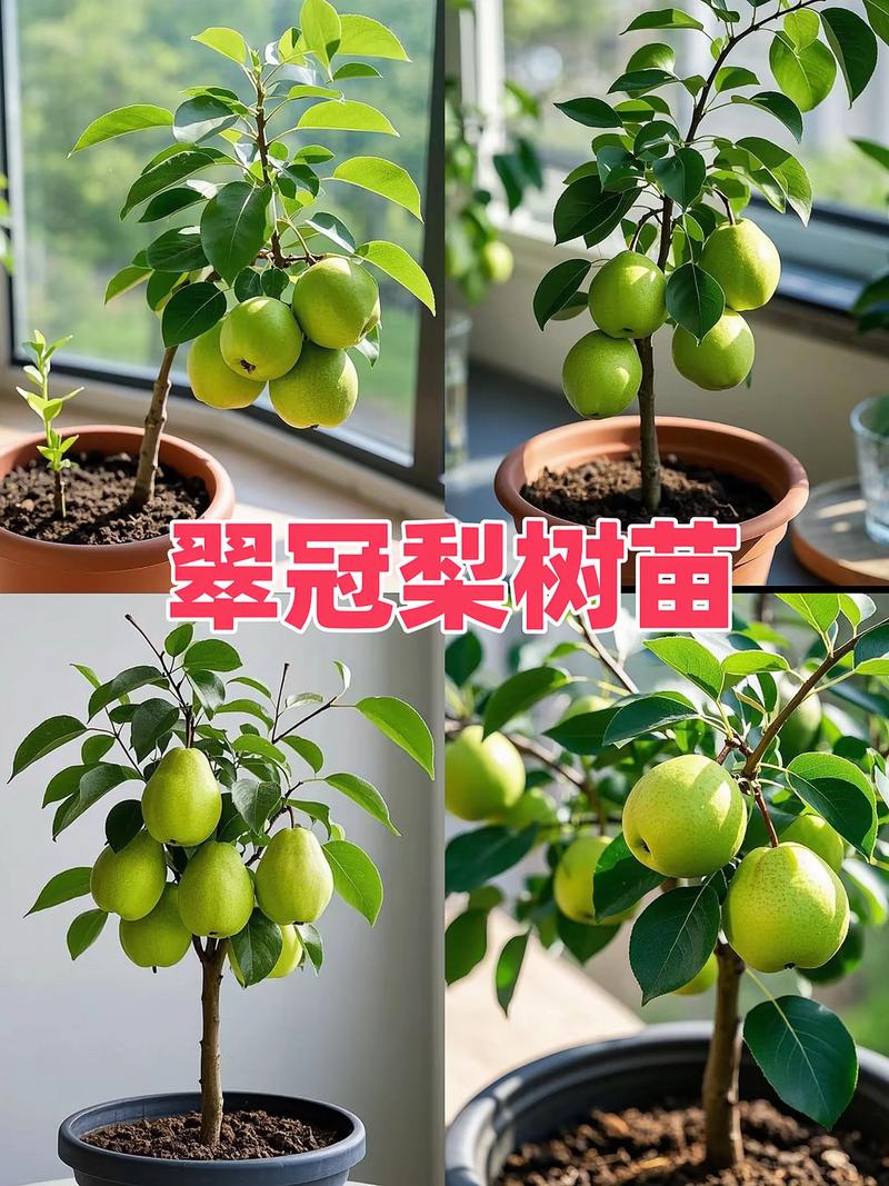 梨树种植在屋前:风水讲究与科学依据并存,选购和种植指南 梨树苗采购质量判断:三看标准确保买到好苗