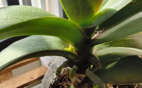 蝴蝶兰花剑怎么培育小苗？分株与侧芽繁殖全流程