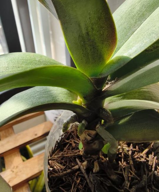 蝴蝶兰花剑怎么培育小苗？分株与侧芽繁殖全流程