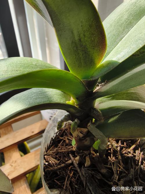 蝴蝶兰花剑怎么培育小苗?分株与侧芽繁殖全流程 蝴蝶兰花剑怎么培育小苗?分株与侧芽繁殖全流程
