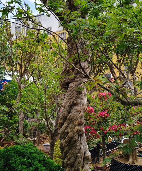 石榴树风水大忌与科学种植指南