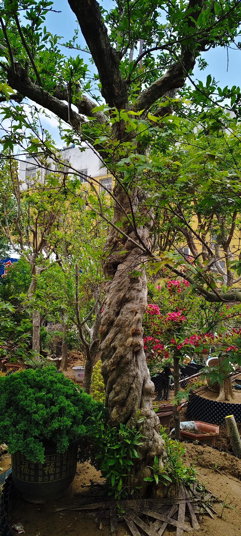 石榴树风水大忌与科学种植指南 石榴树风水大忌与科学种植指南