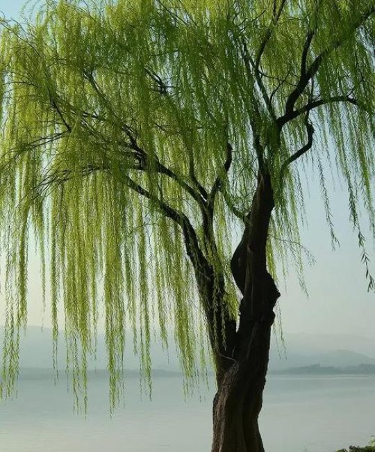 大门前栽柳树好不好？全面解析柳树在庭院中的风水与园艺价值