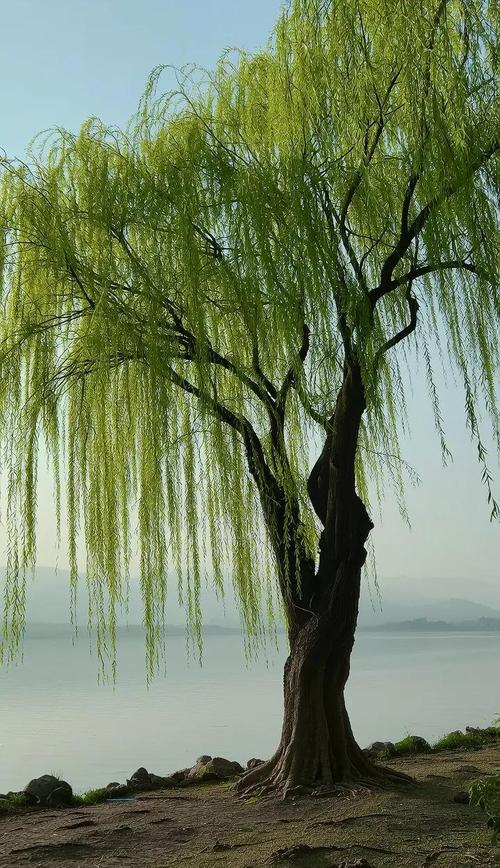 大门前栽柳树好不好?全面解析柳树在庭院中的风水与园艺价值 一、柳树栽在大门前的优势