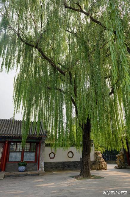 大门前栽柳树好不好?全面解析柳树在庭院中的风水与园艺价值 二、大门前栽柳树需要注意的隐患