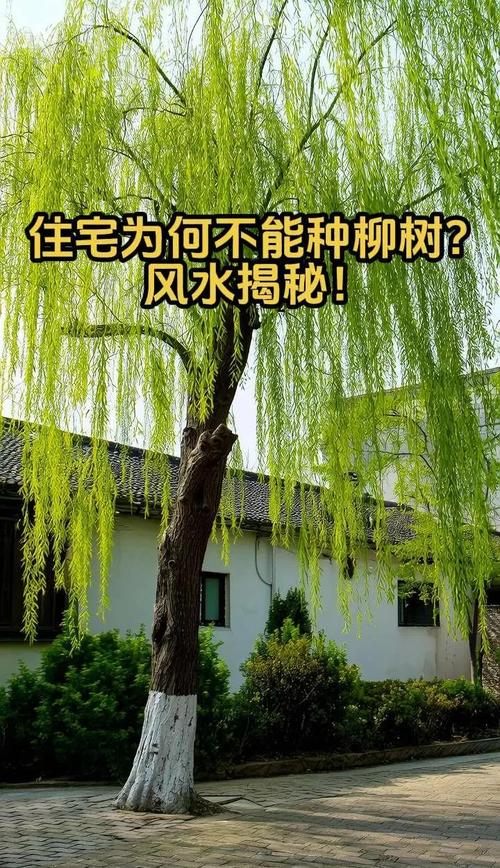 大门前栽柳树好不好?全面解析柳树在庭院中的风水与园艺价值 三、园艺建议:如何科学地在大门前栽柳树?