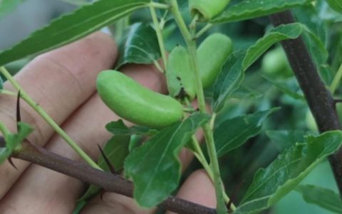 枣树长出密密麻麻的小叶子是什么原因及解决办法