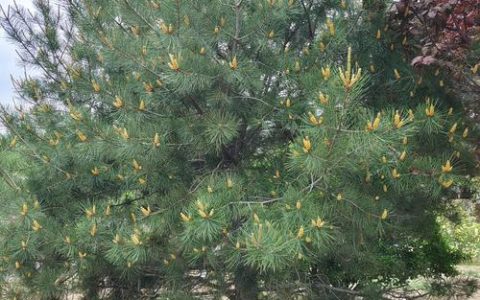 松树长什么样子？从针叶、球果到树形，一篇看懂松树
