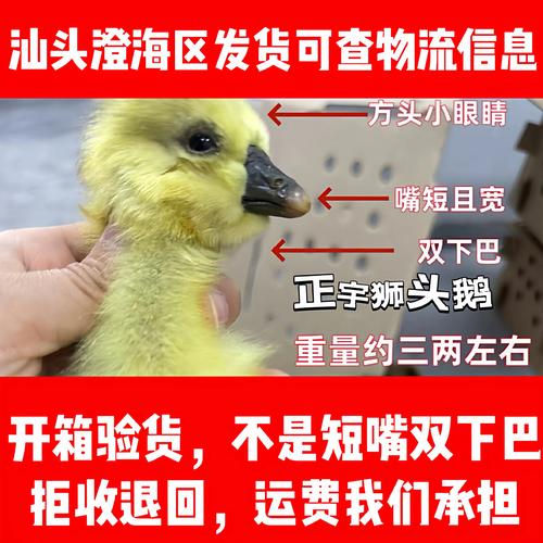 广东哪里可以买到正宗狮头鹅苗?采购渠道与品质核查指南 一、明确采购需求,筛选候选渠道