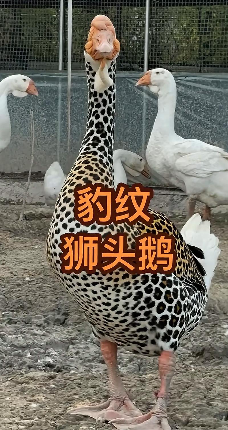 广东哪里可以买到正宗狮头鹅苗?采购渠道与品质核查指南 四、运输与检疫合规:确保安全到货