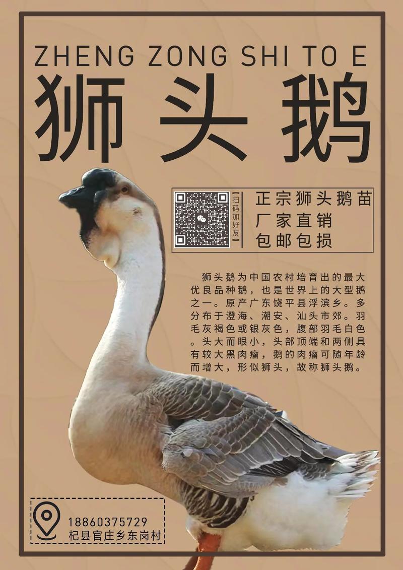 广东哪里可以买到正宗狮头鹅苗?采购渠道与品质核查指南 五、售后保障与书面约定