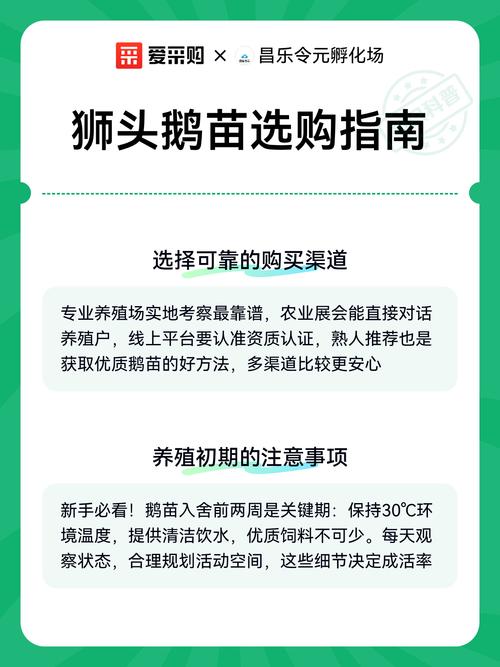广东哪里可以买到正宗狮头鹅苗?采购渠道与品质核查指南 六、广东养殖适应性提醒