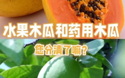 木瓜是蔬菜还是水果？一文读懂木瓜的分类、营养与烹饪用途