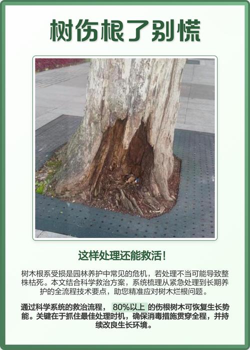 树木根部腐烂怎么办?从诊断到救治的完整指南 总结