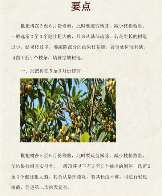 枇杷树什么时候修剪？果树专家详解修剪时间、方法与全周期养护指南