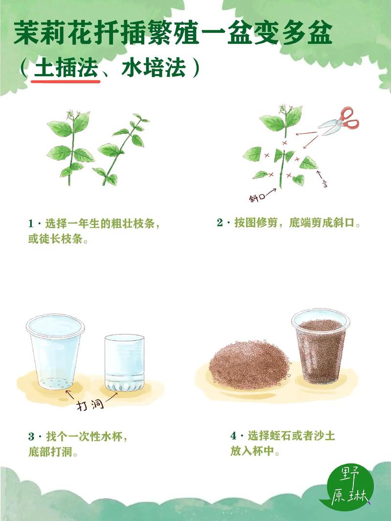 六出花繁殖方法全解析:扦插可行吗?分株与播种的精细操作指南 四、常见问题诊断与补救
