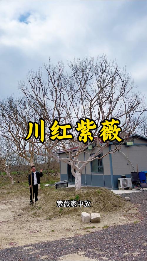 100年的紫薇树多少钱?价格参考与影响因素全解析 规格与树形是价格的核心决定因素