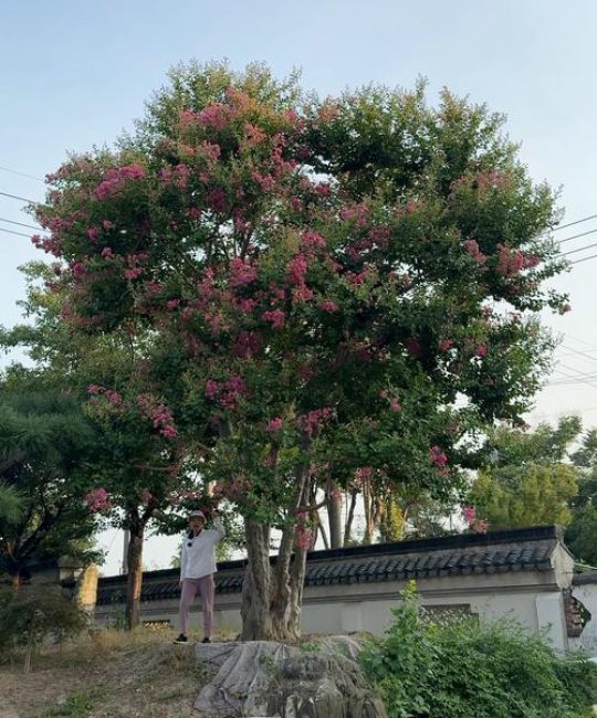 100年的紫薇树多少钱？价格参考与影响因素全解析