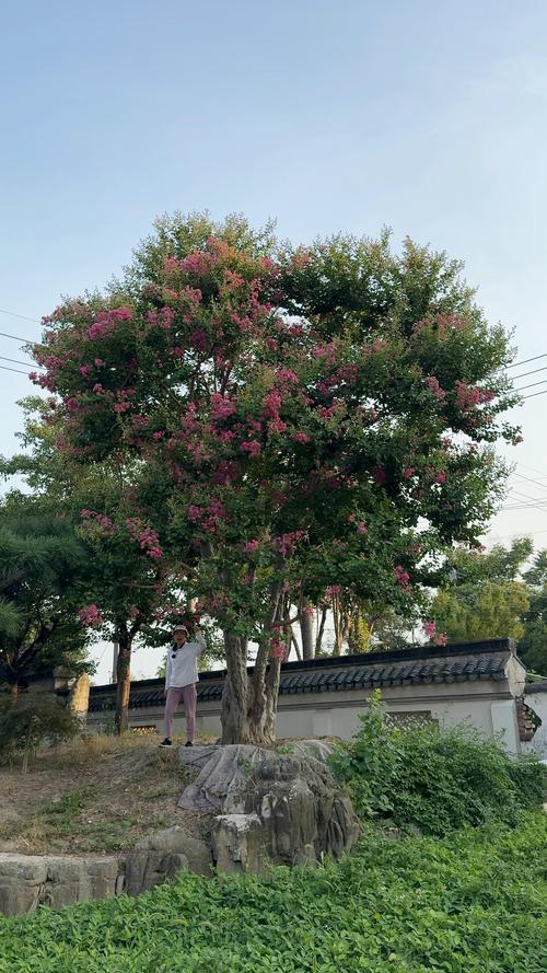 100年的紫薇树多少钱?价格参考与影响因素全解析 价格快速参考
