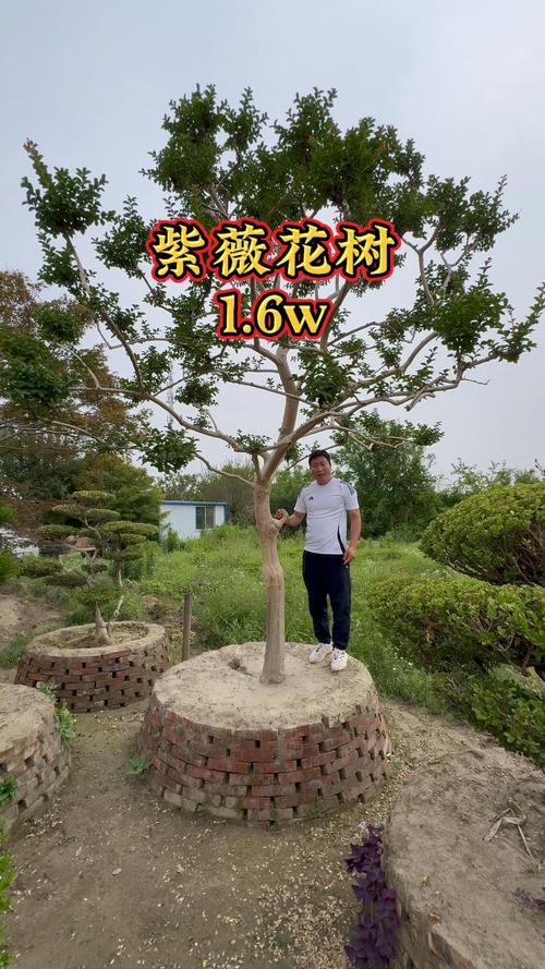 100年的紫薇树多少钱?价格参考与影响因素全解析 季节与市场供需波动