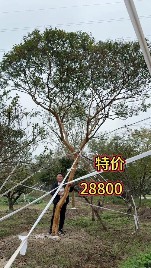 100年的紫薇树多少钱?价格参考与影响因素全解析 产地差异影响基础成本