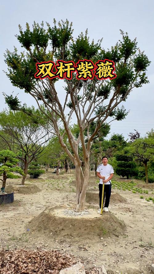 100年的紫薇树多少钱?价格参考与影响因素全解析 采购数量与用途