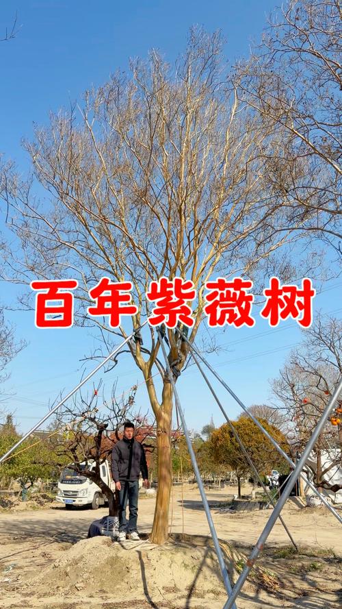 100年的紫薇树多少钱?价格参考与影响因素全解析 运输成本占比