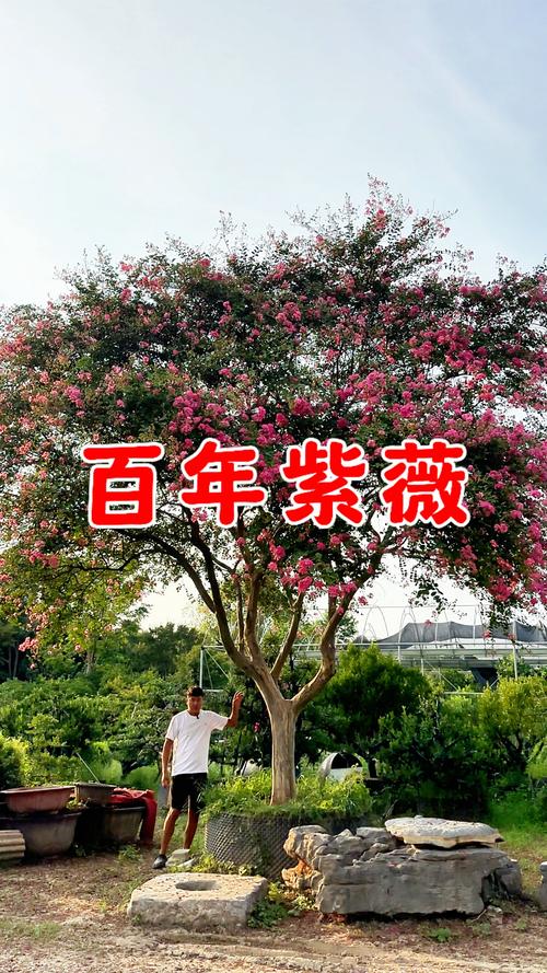 100年的紫薇树多少钱?价格参考与影响因素全解析 价格影响因素汇总表