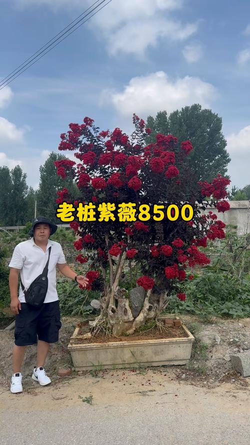 100年的紫薇树多少钱?价格参考与影响因素全解析 如何根据自身情况询价