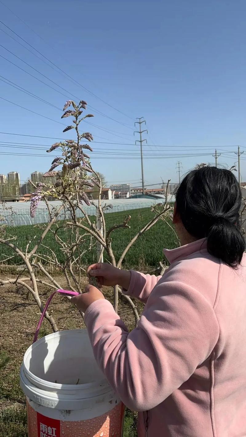 葛花树苗多少钱一棵?2025年最新价格全面参考(含规格、产地、季节影响) 季节因素