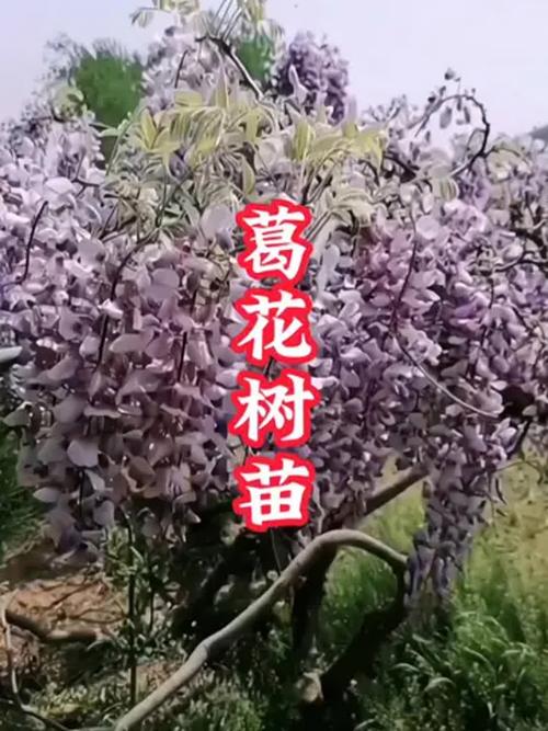 葛花树苗多少钱一棵?2025年最新价格全面参考(含规格、产地、季节影响) 咨询指南